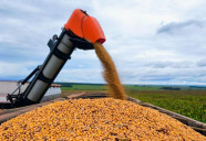 Colheita da soja alcança 82% da área e plantio do milho chega a 84,6% em MS