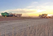 Colheita da soja e plantio do milho entram na fase final em MS