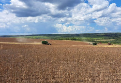 Após revisão, produtividade da soja passa de 52,8 para 61,7 sacas por hectare