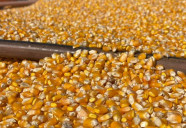 Preço da soja e do milho registram queda em março em Mato Grosso do Sul