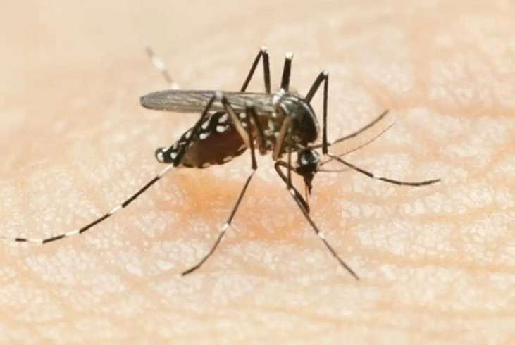 Dourados registra alta taxa de positividade e 3,5 mil casos prováveis de chikungunya