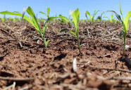 Clima exige monitoramento das lavouras de milho no próximo trimestre em MS