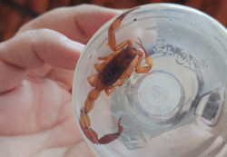 Achou escorpião em casa? Saiba como evitar acidentes e o que fazer em caso de picada