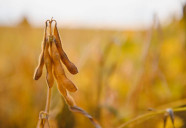 Biodiesel pode elevar demanda por soja em até 72% em Mato Grosso do Sul