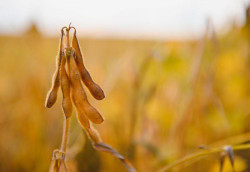 Biodiesel pode elevar demanda por soja em até 72% em Mato Grosso do Sul