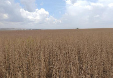 Vazio sanitário começará em 15 de junho em Mato Grosso do Sul, define Mapa