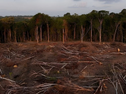 Justiça de MS apura desmate 61 hectares de vegetação nativa em Amambai