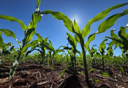 Preços elevados dos fertilizantes podem pressionar custo da próxima safra em MS