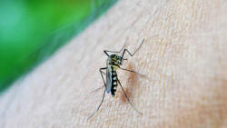 Dourados soma 5,2 mil casos prováveis de chikungunya e registra 9 mortes