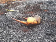 Assinatura de termo garante recuperação ambiental após danos em fazenda