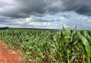 Milho 2ª safra mantém bom potencial produtivo em Mato Grosso do Sul