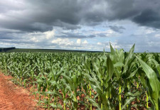 Milho 2ª safra mantém bom potencial produtivo em Mato Grosso do Sul