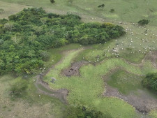 MP abre inquérito para investigar degradação causada por gado em área de preservação permanente