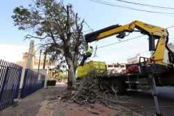 Município acelera supressão de árvores condenadas e ultrapassa mil mudas plantadas