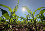 Crédito rural desacelera e recua 39,5% em Mato Grosso do Sul no mês de abril