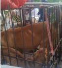 ONG, CCZ e Guarda Municipal resgatam dois cães abandonados no Jardim Esplanada