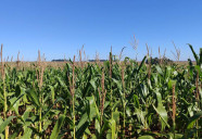 Milho segunda safra mantém cenário favorável em Mato Grosso do Sul