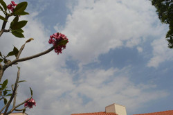 Sexta-feira de sol com algumas nuvens e previsão de pancadas de chuva à tarde em Dourados