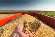 Exportações brasileiras do agronegócio representam 50,2% do total exportado pelo Brasil em maio