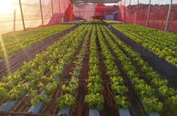 Agricultores de MS geram renda e perdem o medo da tecnologia
