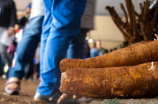 Mandioca mostra força da agricultura familiar durante oficinas na Tecnofam