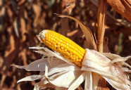 Colheita do milho registra atraso e alcança apenas 0,1% da área cultivada em MS