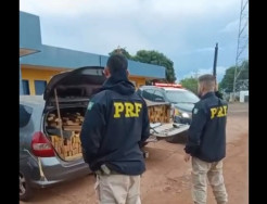 Traficantes escapam por milharal após perseguição da PRF entre Dourados e Laguna Carapã