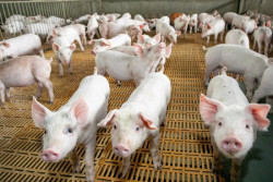 Boletim mostra crescimento da suinocultura em MS com exportações em alta