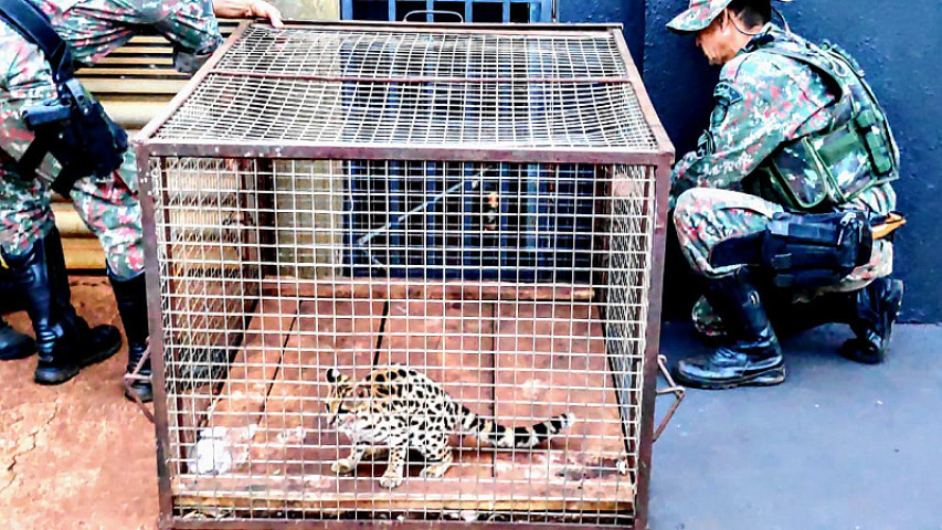 Jaguatirica capturada depois de invadir residência (Imagem: Adilson Domingos)