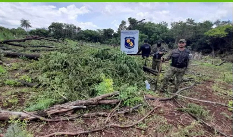 Paraguaios na área de cultivo destruida (Imagem: Reprodução)