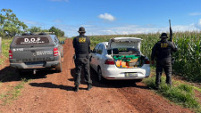 Polícia apreende R$ 2 milhões em maconha após denúncia de funcionário de fazenda