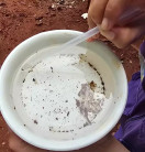 Saúde confirma mais 2 mortes por chikungunya e total chega a 17 vítimas