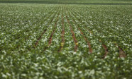 Reunião com bancada do agro termina sem acordo sobre dívidas rurais