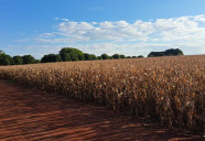 Lavouras mantém bom potencial produtivo e colheita da 2ª safra alcança 2,8% da área