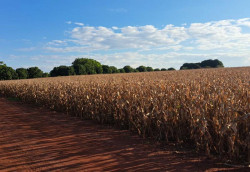 Lavouras mantém bom potencial produtivo e colheita da 2ª safra alcança 2,8% da área