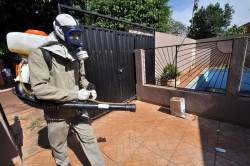 Chikungunya segue em desaceleração e notificações despencam em Dourados