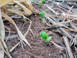 Previsão indica mais chuva, mas calor preocupa para o início da safra de soja em MS