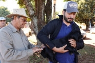 Dourados inicia vacinação antirrábica de animais sob cuidados de protetores