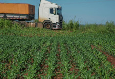 Com 80% da produção nas rodovias, MS enfrenta desafio para escoar safra