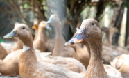Sancionada a lei que proíbe produção e comercialização de fois gras