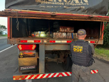 Dupla é presa em rodovia paulista com 3,5 toneladas de drogas que saiu de Ponta Porã