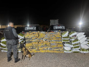 Cão farejador encontra bunker com 1,2 tonelada de maconha em Campo Grande