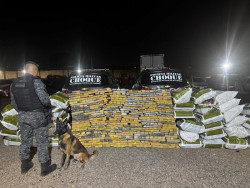 Cão farejador encontra bunker com 1,2 tonelada de maconha em Campo Grande