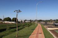 Concluído o plantio de 360 mudas de ipês na Avenida dos Ipês