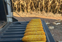 Colheita do milho alcança 24% da área cultivada em Mato Grosso do Sul