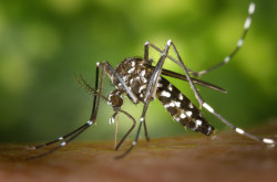MS registra 9.729 casos confirmados de chikungunya em 2026
