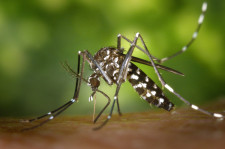 MS registra 9.729 casos confirmados de chikungunya em 2026