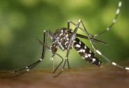 Saúde registra quase 10 mil casos e 30 óbitos por chikungunya em MS