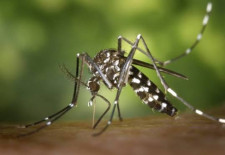 Saúde registra quase 10 mil casos e 30 óbitos por chikungunya em MS
