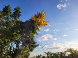 Semana inicia com atenção para a baixa umidade do ar e calor de quase 40ºC em Dourados